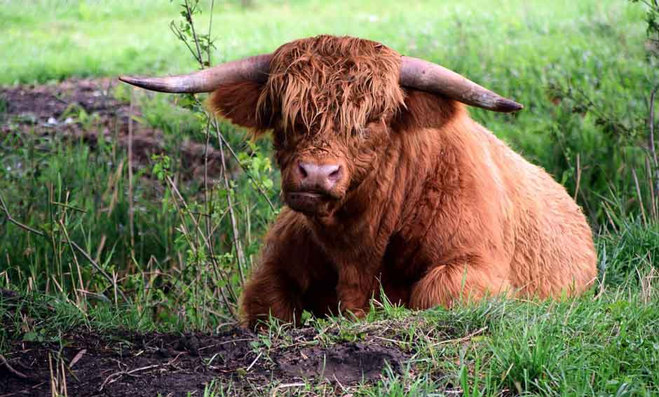 highland cattle